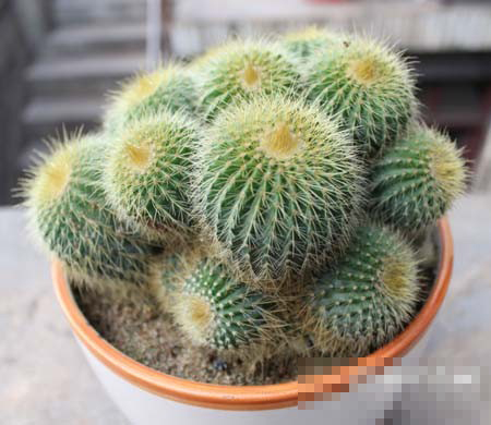 仙人球 风水
