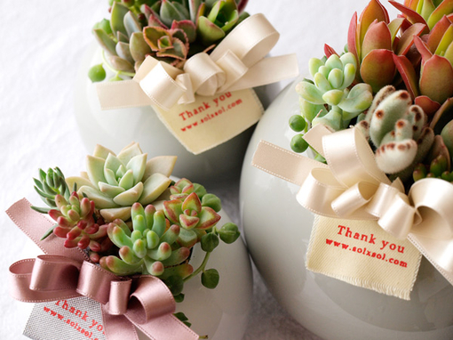 多肉植物花草搭配指南