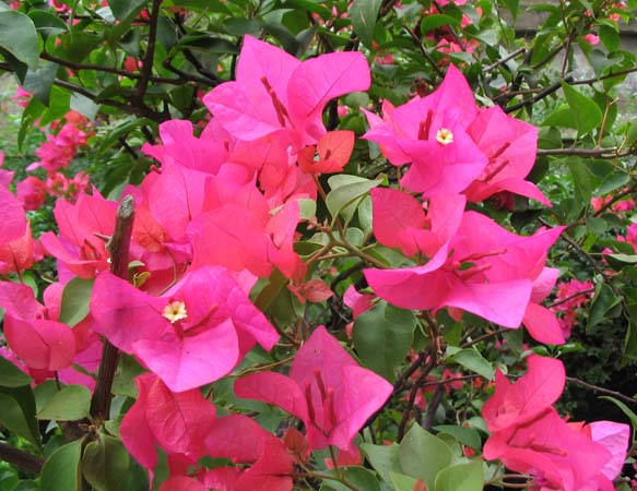 三角梅的养殖方法 三角梅风水应用